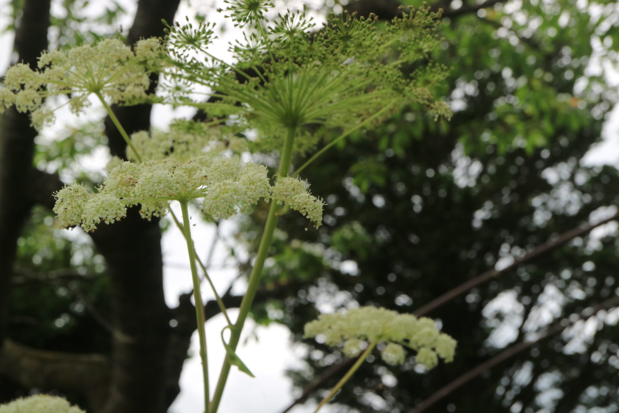 世界の山菜「アンゼリカ」とシシウド、エゾニュウ | ou's NOTE